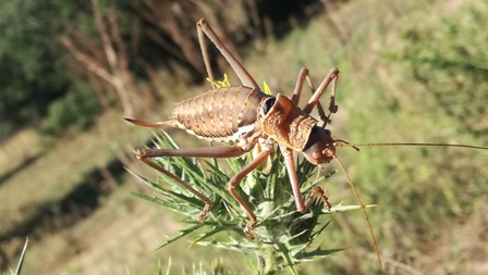 Uromenus elegans?  S !